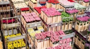 como organizar transporte a las flores en provincia de buenos aires