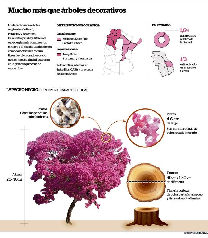 que caracteristicas tiene la flor de lapacho rosado y donde crece