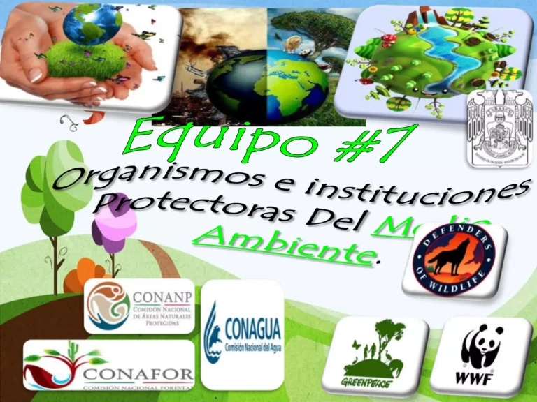 Qué funciones cumplen las organizaciones no gubernamentales ambientales